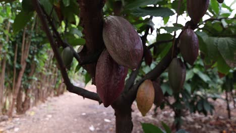 theobroma cacao pods on tree; chocolate cocoa fruit