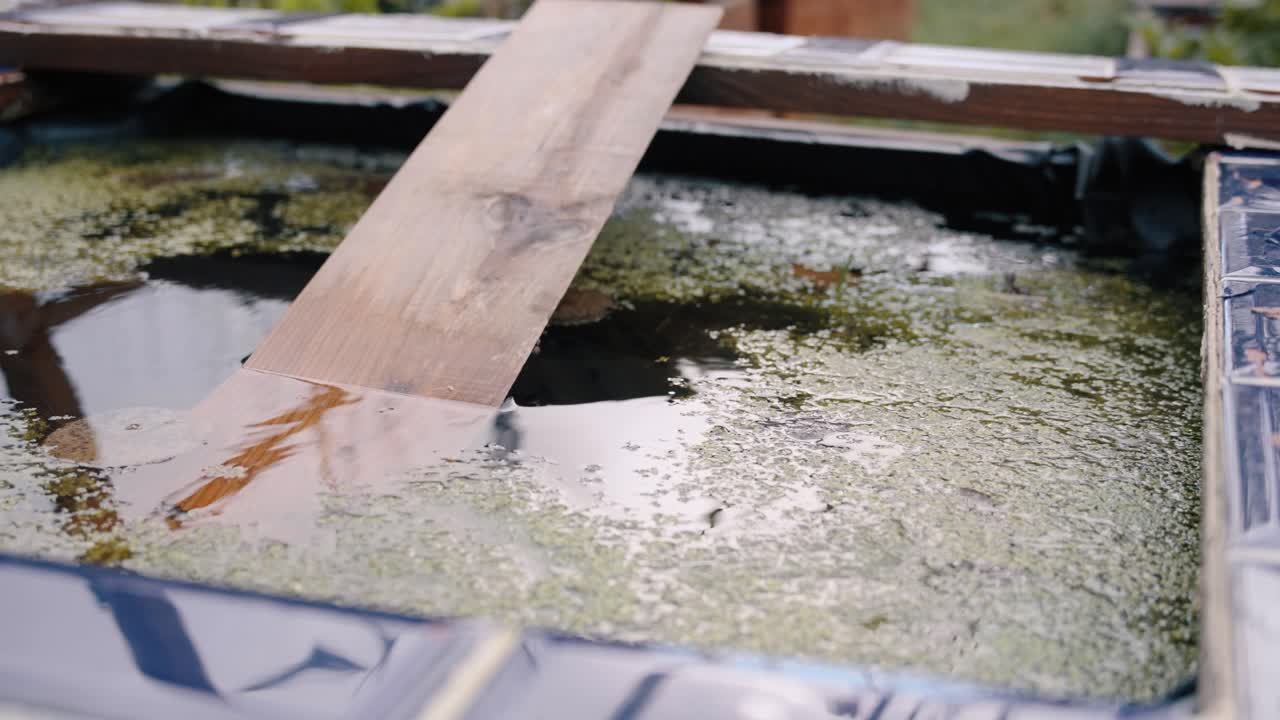 Pond scene with wooden safety plank, representing care for animals and tranquility.