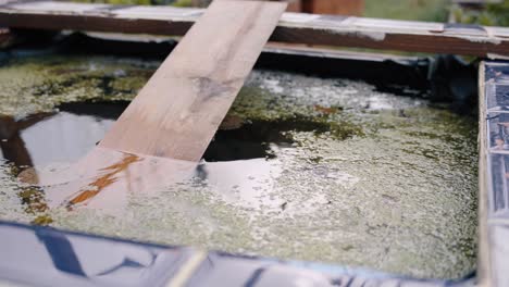 pond scene with wooden safety plank, representing care for animals and tranquility.