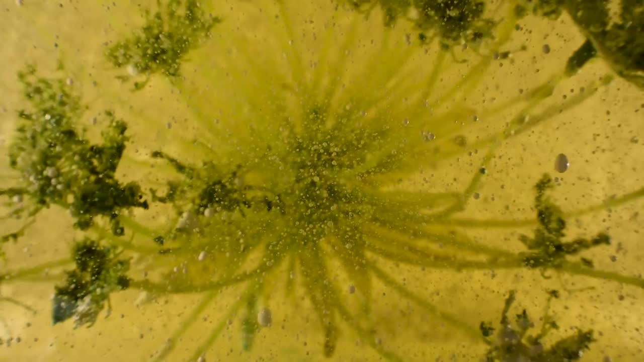 극도의 깊이 60fps에서 거품과 잔해로 움직이는 외계 액체 식물학 실험