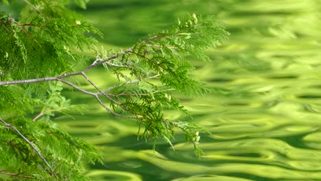 hyperlapse of river water and a tree branch in the foreground