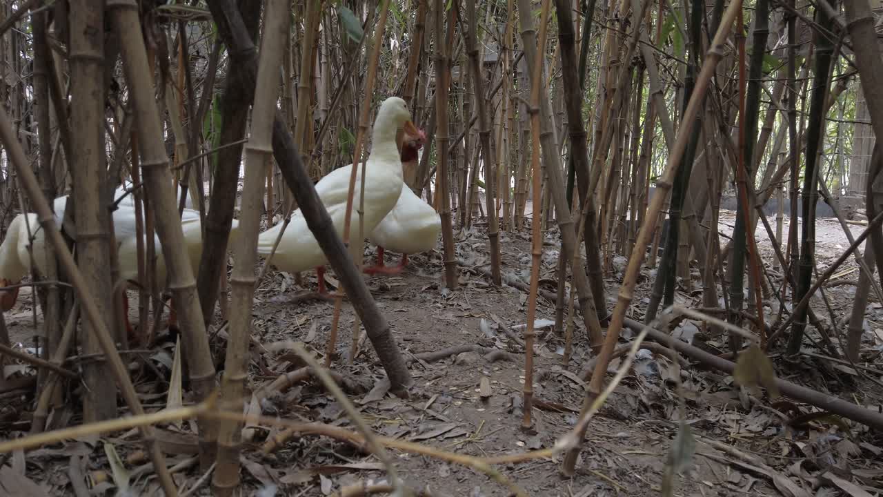 White ducks navigating through dense bamboo forest, pristine white feathers creating striking visual contrast against brown stalks and scattered dry leaves on forest floor
