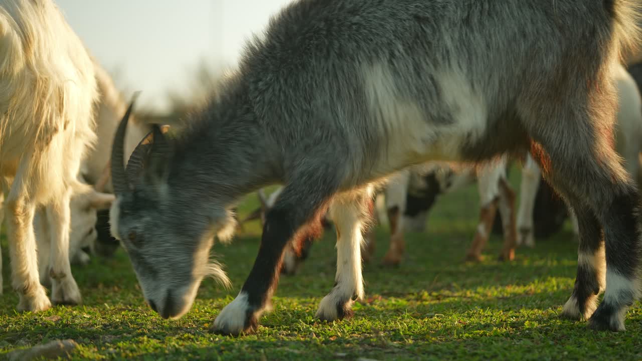 들판 에서 풀 을 는 염소 들