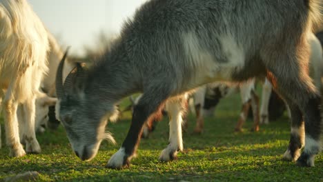 cabras pastando en un campo