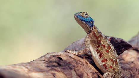 colorful ground agama basking under the sun