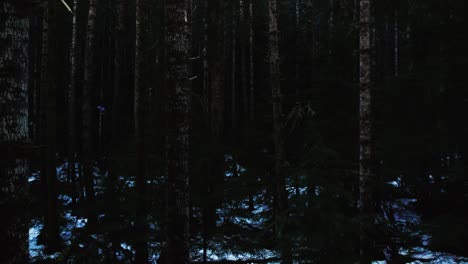 gliding through a deep dark scary evergreen winter forest, aerial dolly zoom