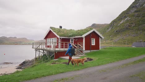 slow motion , a young male tourist in a blue jacket and his golden retriever dog walk in front of a traditional red rorbu house in the lofoten islands, norway