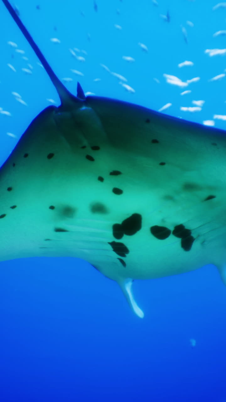 Manta ray gliding gracefully through crystal clear ocean waters