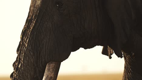 african elephant close up portrait of big tusks trunk and face, africa wildlife animal in masai mara, kenya, ivory trade concept, large male bull on safari in kenyan maasai mara national reserve