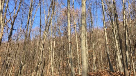 Walking-on-a-forest-road,-early-spring-season