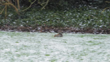 Graues-Eichhörnchen-Auf-Schneebedecktem-Gras,-Das-Springt-Und-Dann-Nuss-Findet