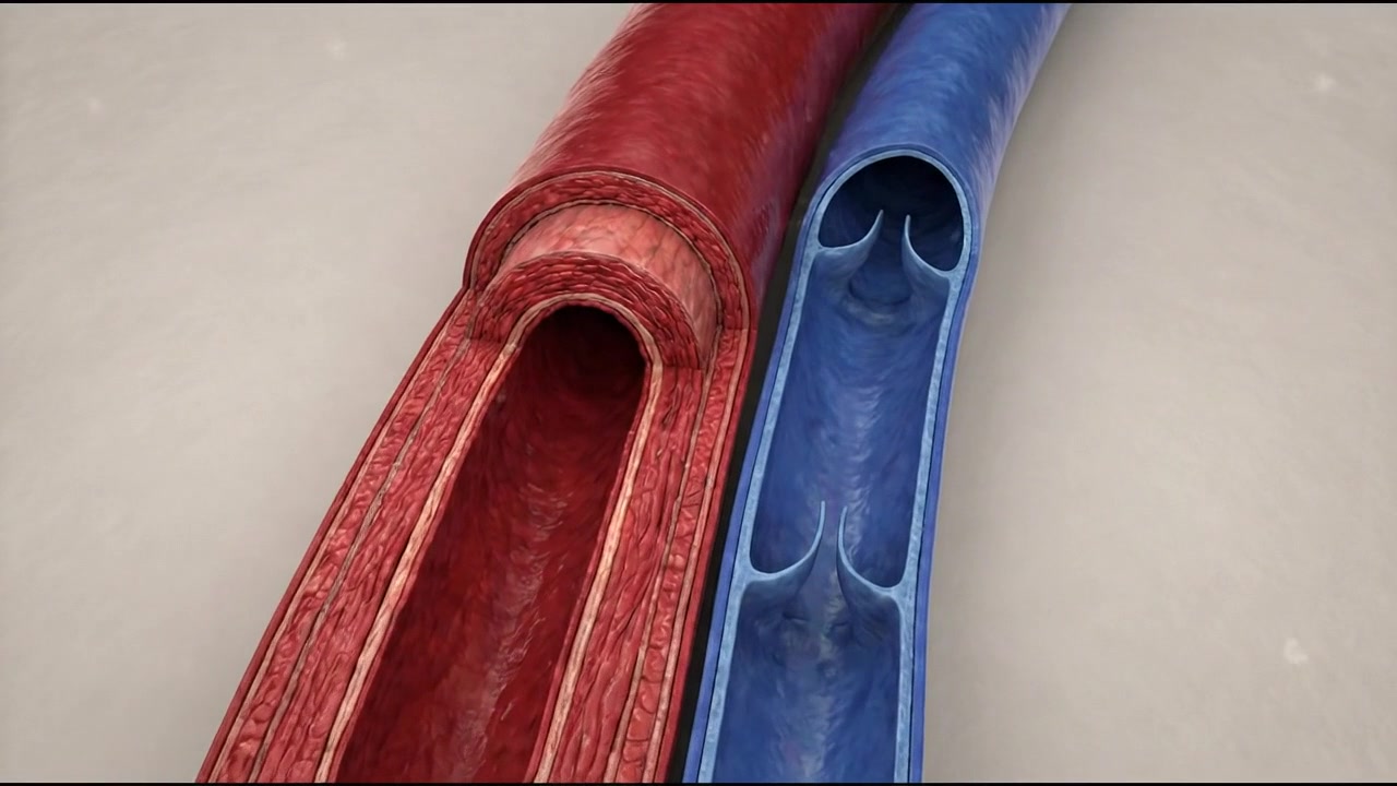 3D Medical Animation of Human Artery and Vein Anatomy