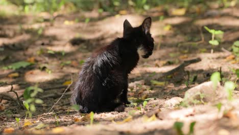 Streunendes-Kätzchen-Von-Flöhen-Gebissen.-Eine-Streunende-Katze-Ist-Eine-Besitzlose-Hauskatze,-Die-Im-Freien-Lebt-Und-Den-Kontakt-Mit-Menschen-Vermeidet:-Sie-Lässt-Sich-Nicht-Anfassen-Oder-Berühren-Und-Bleibt-Vor-Menschen-Verborgen.