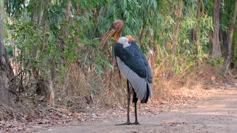 un gran pájaro de la familia de las cigüeñas común en el sur de asia y ahora en peligro de extinción debido a la pérdida de hábitat