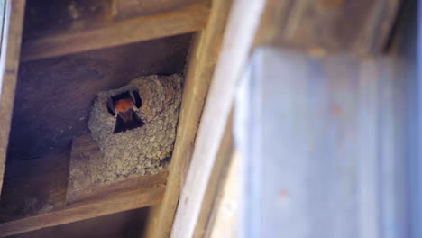 a barn swallow mates feed their young in a mud nest built under the rafters of cabin or shed