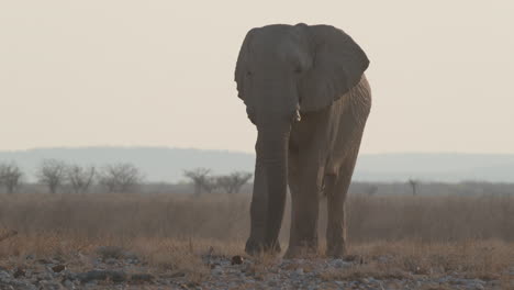 portrait of a lonely african savannah elephant in south africa