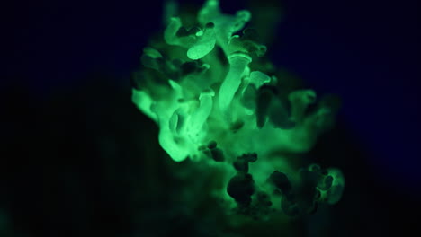 Timelapse-of-Green-Luminous-Mushrooms---Panellus-stipticus