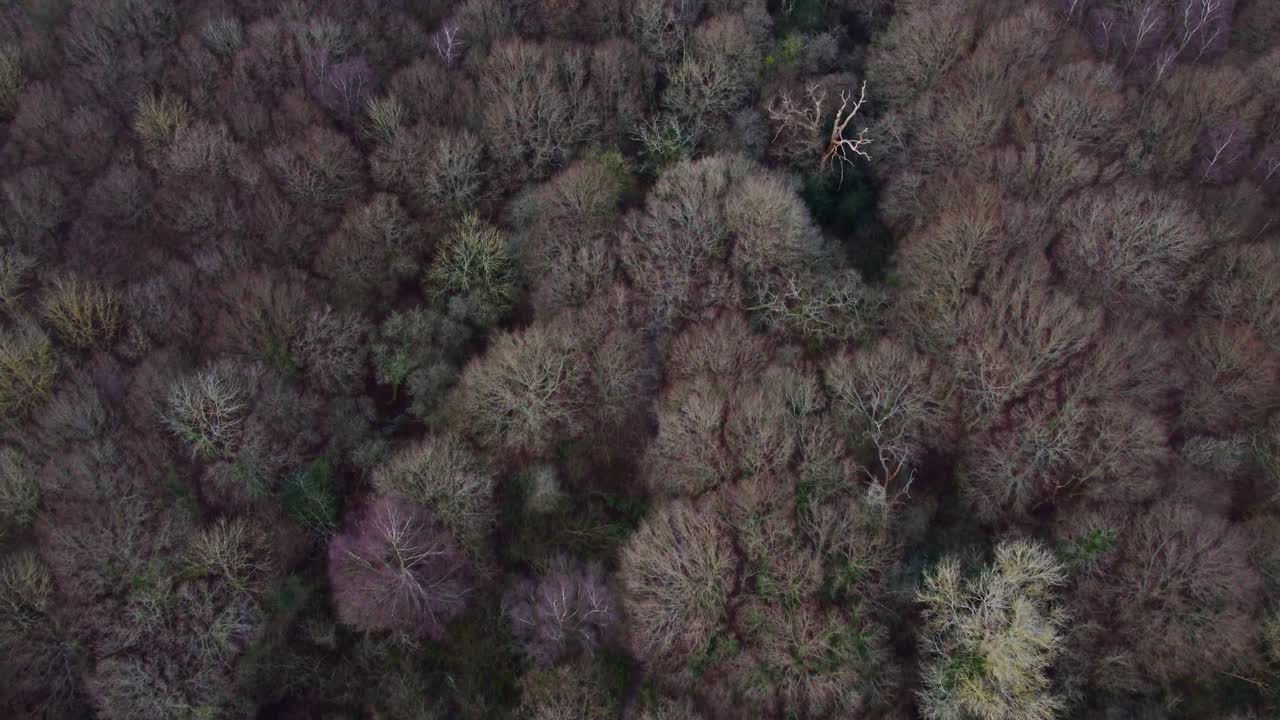 drone volando sobre el bosque en stanmore country park