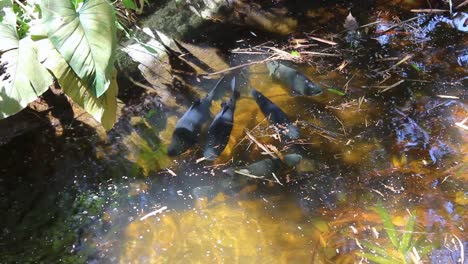 Calm-relaxing-background,-tropical-leaf-reflection-in-water,-water-waving-slowly-and-reflecting-plants