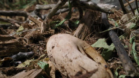 tilt down from baby gecko to newly hatched egg