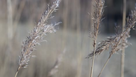 close-up of dry plants swaying gently in the breeze. soft, muted tones. captured near walenstadt, switzerland. serene and natural.