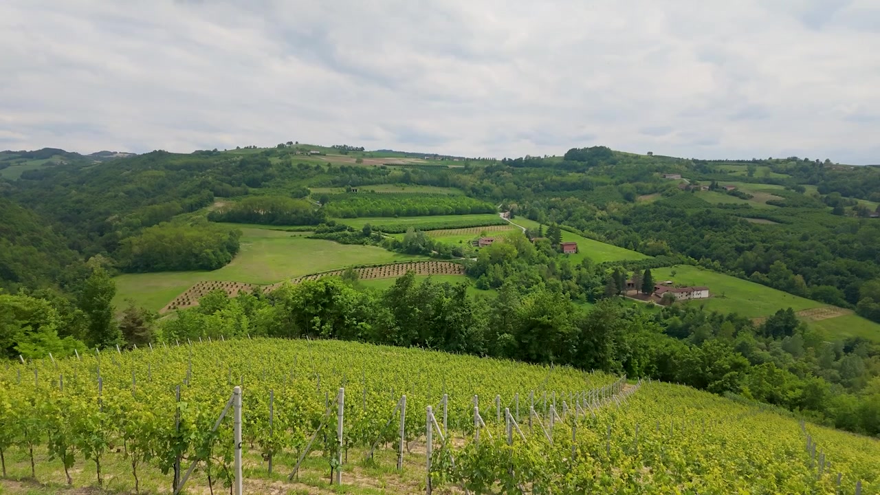 Vista panoramica di un lussureggiante vigneto verde e colline ondulate