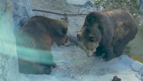 grizzly bears in an enclosure