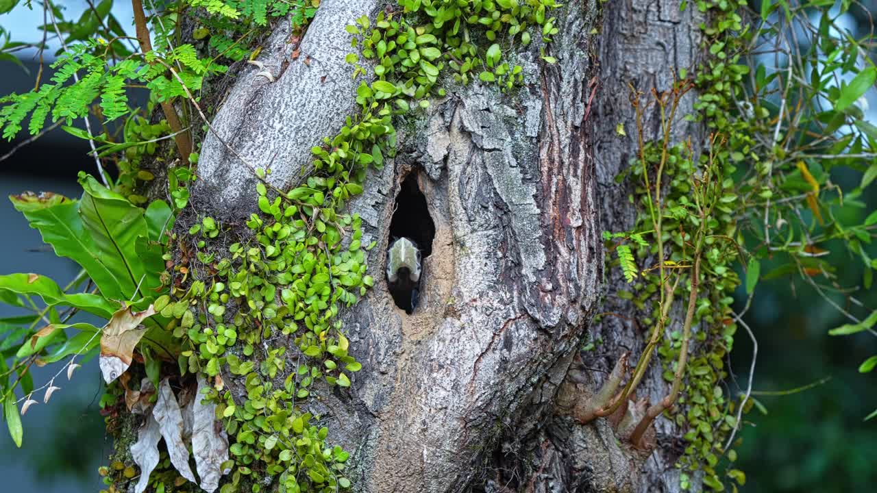 A Juvenile Oriental Pied Hornbill is Peeking Out From its Nest - Close Up