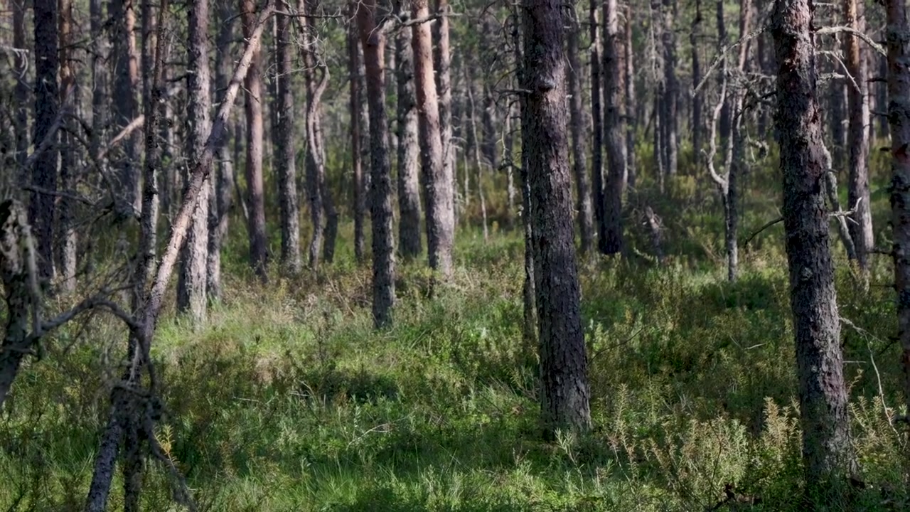 Bayangan menari yang indah di dalam hutan lebat.