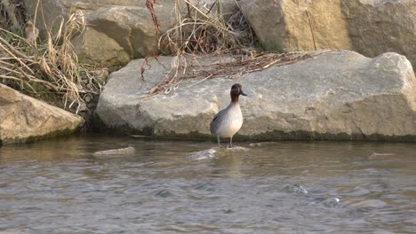 Ánade-Real-Gallina-Hembra-Sobre-Rocas-Con-Corriente-Durante-El-Día