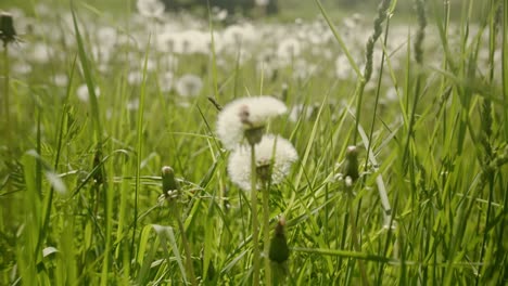 Ein-Feld-Voller-Löwenzahn-Ist-In-Das-Warme-Licht-Der-Sommersonne-Getaucht