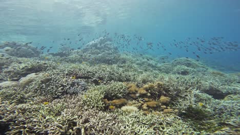 Un-Impresionante-Arrecife-De-Coral-Submarino-Con-Varios-Corales-Y-Peces-De-Colores