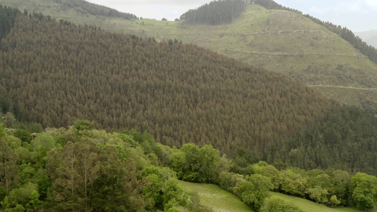 vista aérea hacia el bosque de pinos en la ladera de la colina, paisaje natural