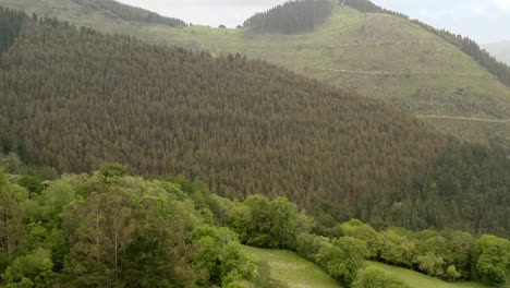 Aerial-view-toward-Pine-tree-forest-on-hillside,-Natural-landscape