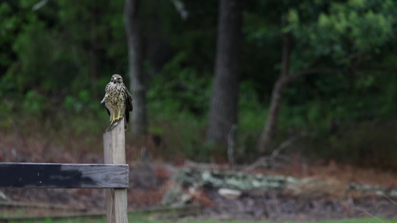 Slow motion of a hawk perched on a wooden post with a blurred green foliage background. The image depicts a wide shot view of a bird of prey, likely a hawk