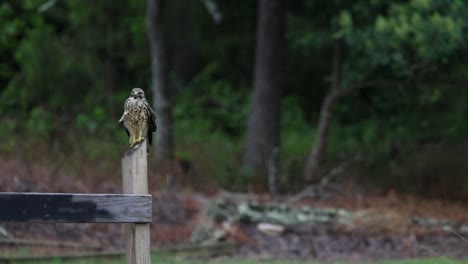 slow motion of a hawk perched on a wooden post with a blurred green foliage background. the image depicts a wide shot view of a bird of prey, likely a hawk