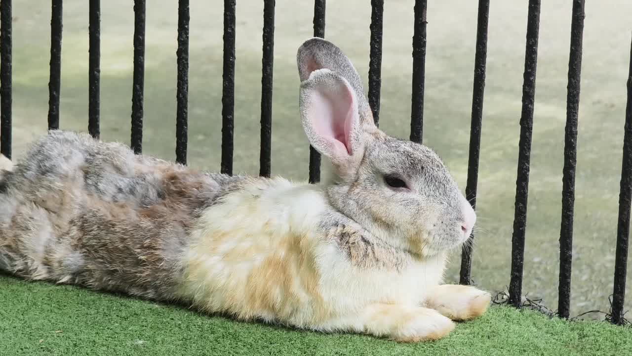 동굴 에 있는 회색 과 색 토끼