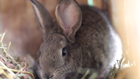 big gray rabbit in cage slow motion