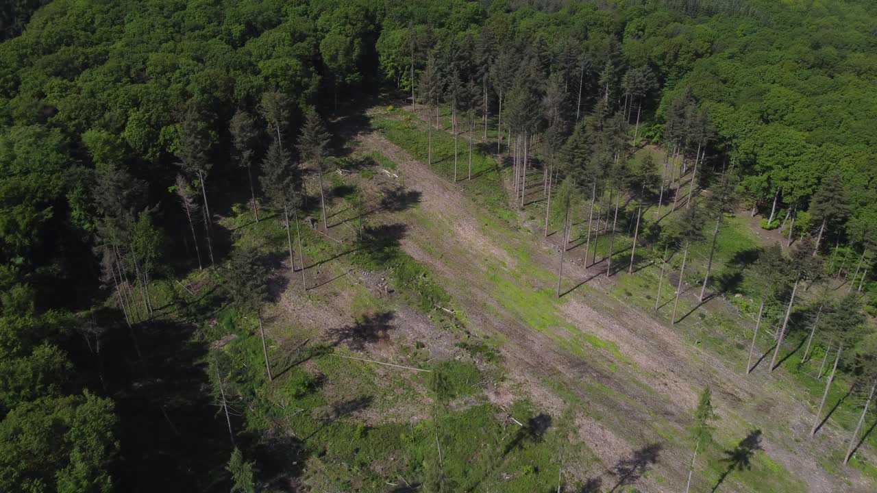 полет сверху вниз над верхушками еловых деревьев в лесу в красивом пейзаже в солнечный день