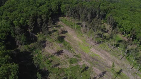 Aerial-top-down-over-fir-treetops-of-forest-in-beautiful-landscape-during-sunny-day