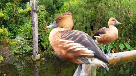 dos patos sentados mientras uno agita sus alas