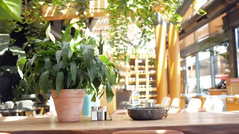 a cozy cafe interior with a plant on a table