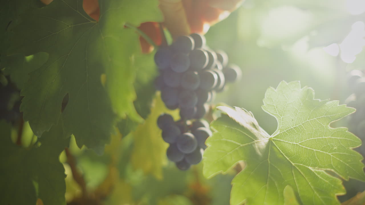 Grapes on the vine in sunlight