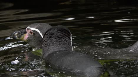 closeup of couple of african penguins gently swimming together