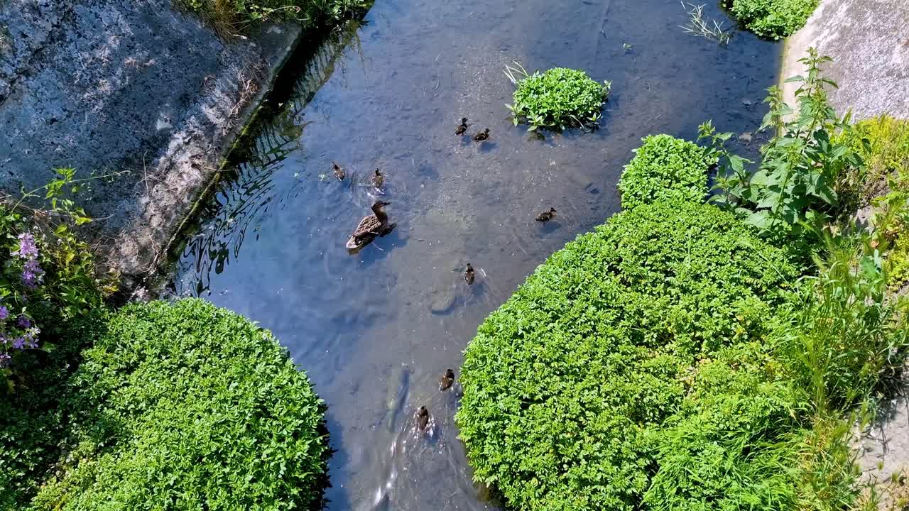 Uma pata selvagem cuida dos seus patinhos durante o seu passeio matinal no riacho