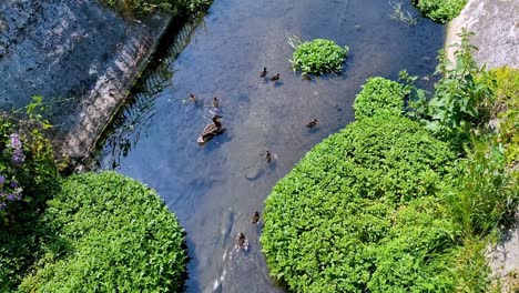 A-wild-duck-looks-after-her-ducklings-during-her-morning-walk-on-the-stream