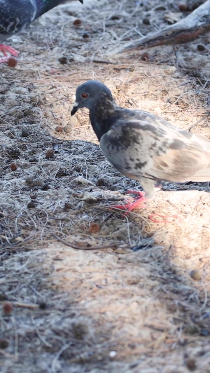 Burung merpati mematuk dan berjalan di tanah yang tersinari matahari