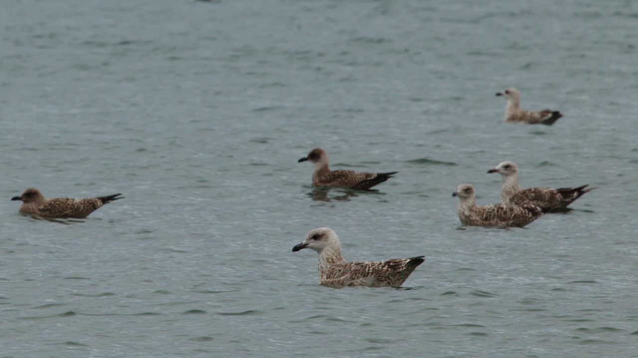 A group of seagulls floats together on a tranquil body of water under overcast daylight, with gentle camera panning and natural, diffused lighting