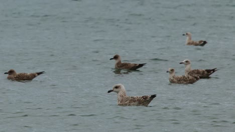 a group of seagulls floats together on a tranquil body of water under overcast daylight, with gentle camera panning and natural, diffused lighting