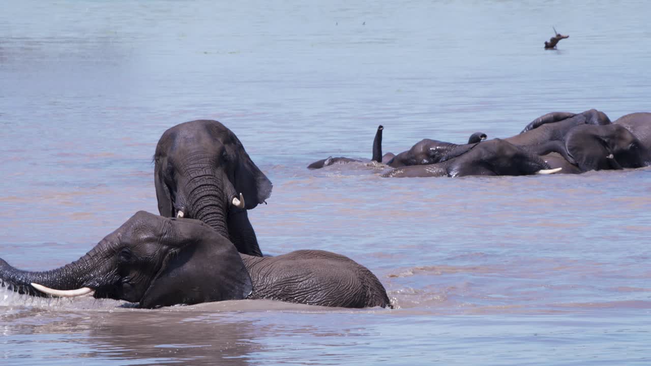 아프리카 코끼리 들 은 냉각 하기 위해 물 에 목욕 하는 동안 함께 놀고 있다